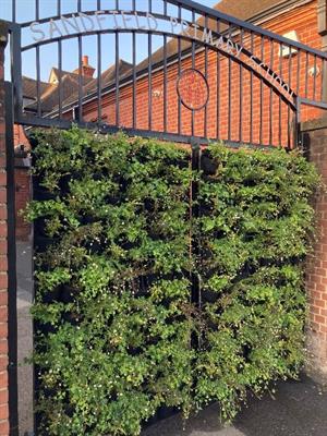 Plant_door.jpg
