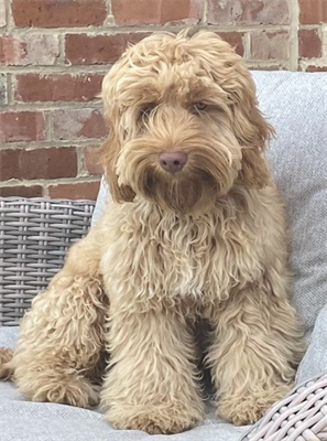 Buddy_the_dog.png