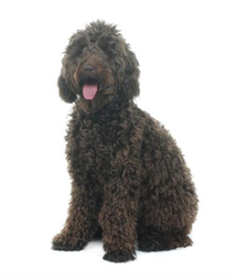 Nelly the Nurture Dog!