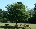 Thumb photo 208597