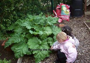 Allotment.jpg