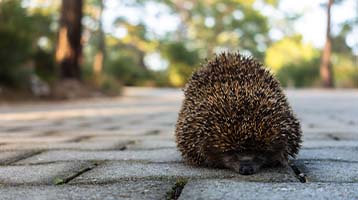 Level 5 school leaders and hedgehogs